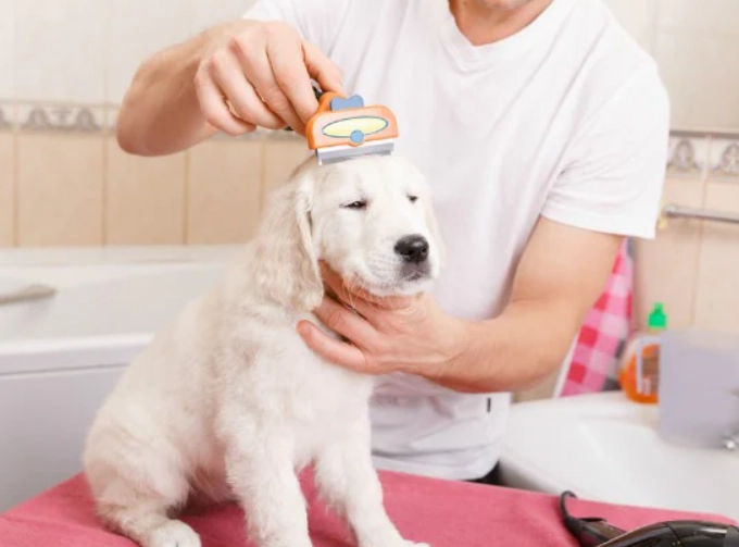 dog grooming for beginners