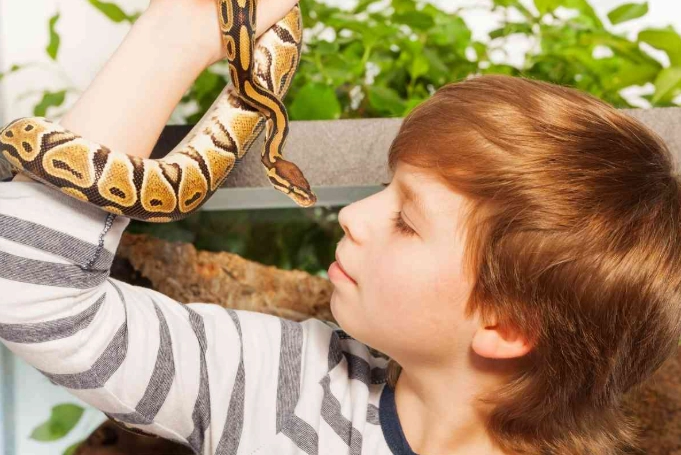 snakes bond with humans