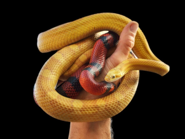 when to handle a new snake