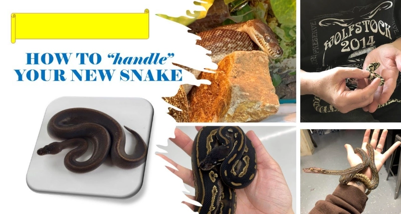first time snake handling tips