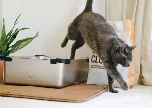 cat behavior problems