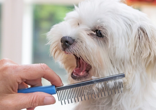 how to groom a dog at home