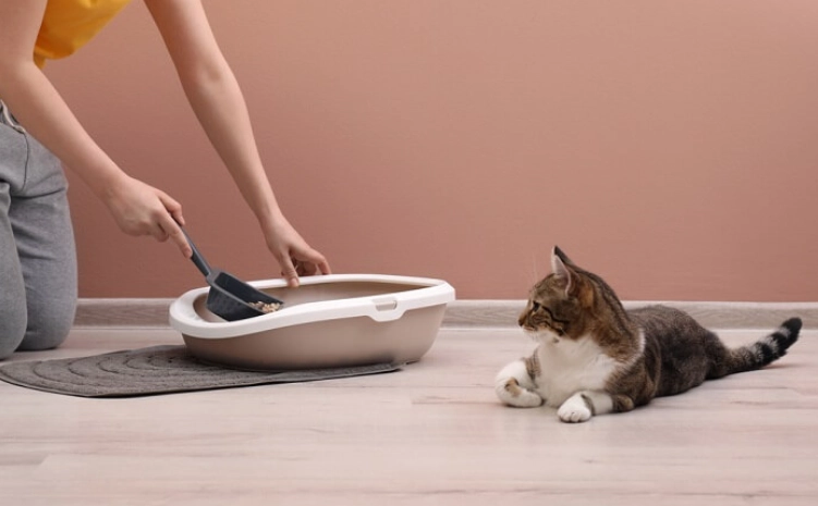 cat pooping outside litter box