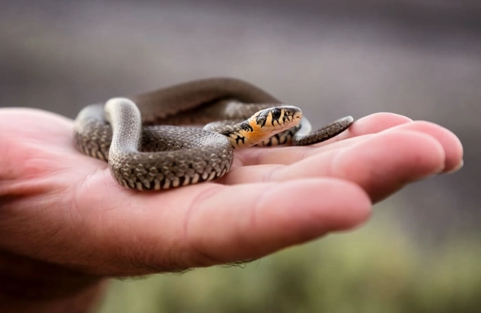 snake handling after feeding