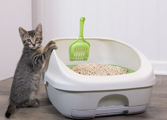 adult cat not using litter box