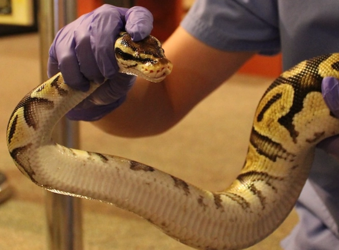 snake handling tips