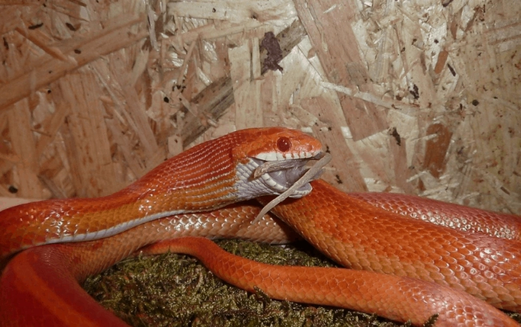 how long to wait after feeding snake