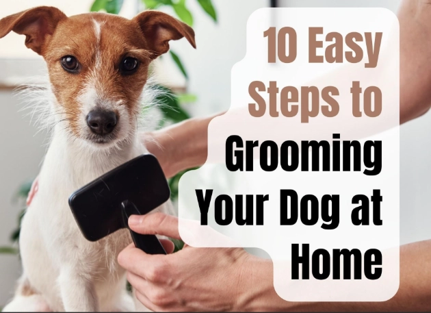 how to groom a dog at home