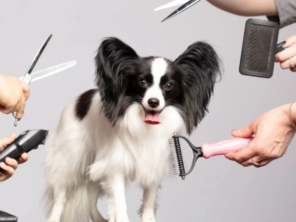 how to groom a dog at home