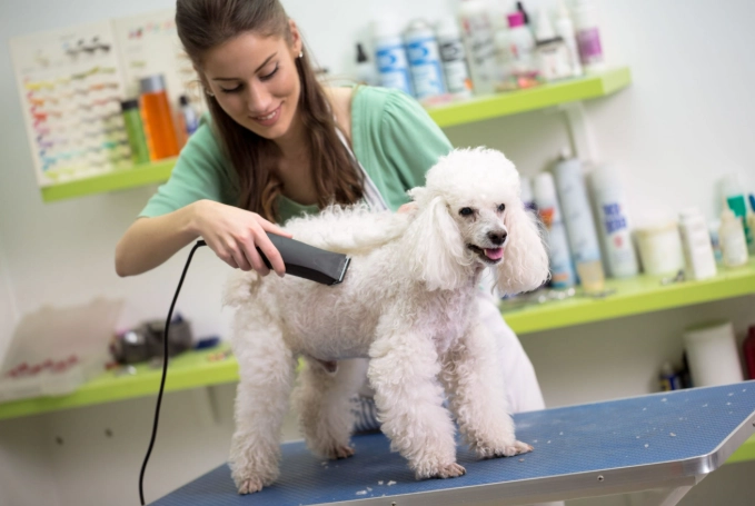 dog grooming at home