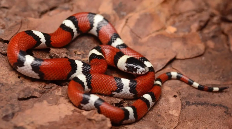 milk snake care sheet