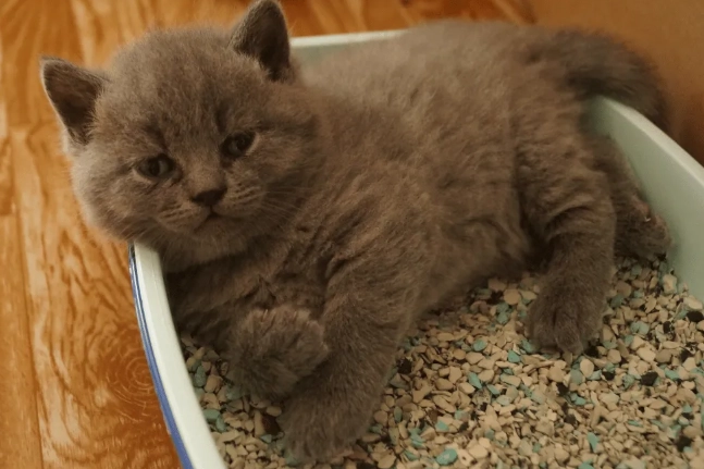 best litter box for cats best litter box for cats