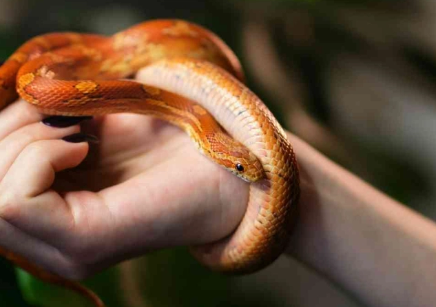 ball python handling