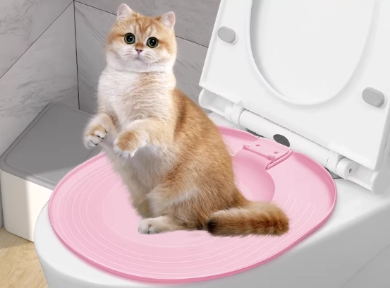 litter box training older cat