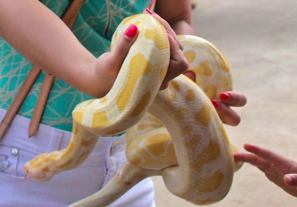 how to handle a snake for the first time