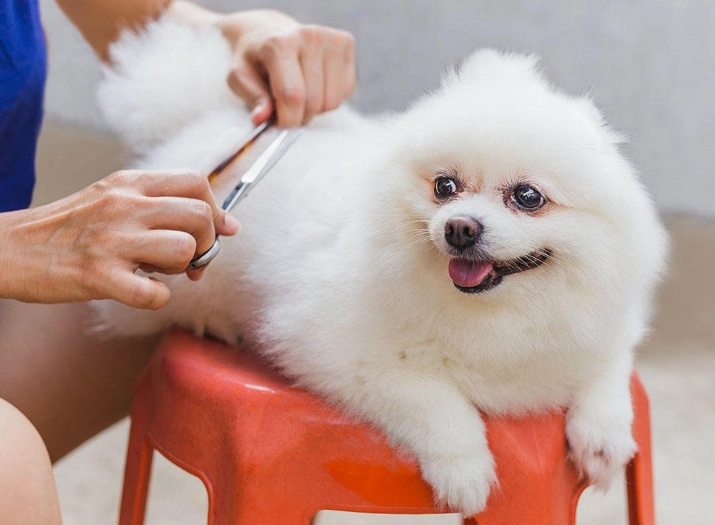 dog grooming steps