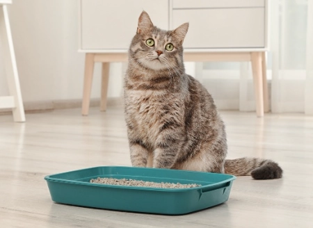cat litter training tips cat litter training tips