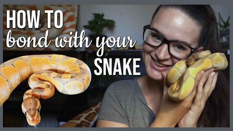 snakes bond with humans
