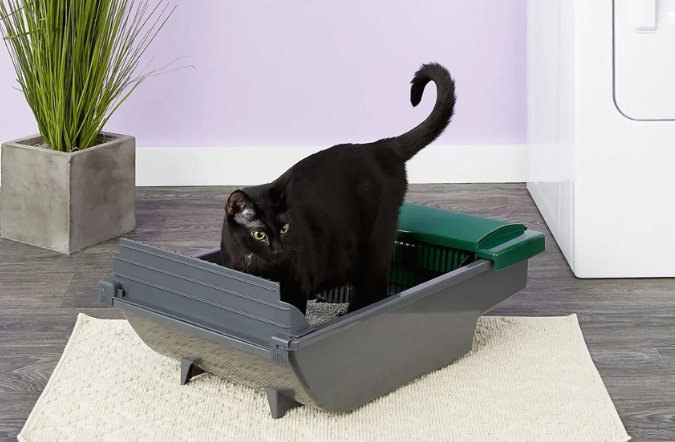 golden rule for litter boxes