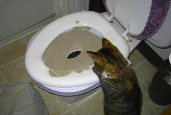 adult cat not using litter box