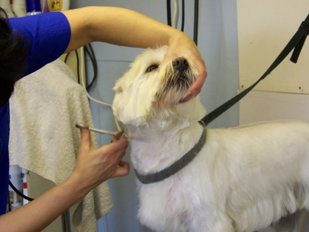 at home dog grooming