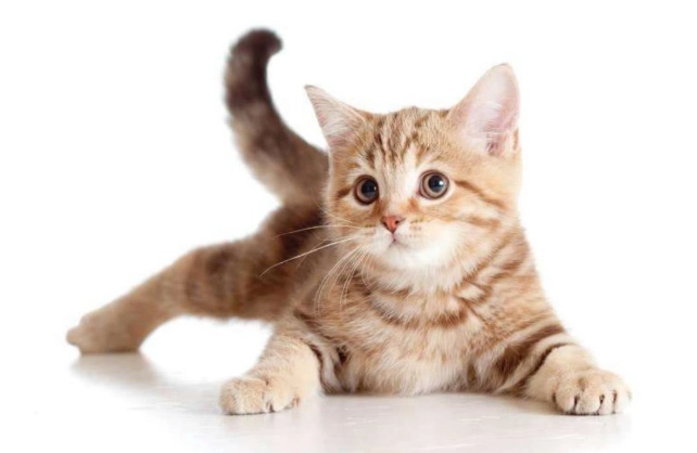 litter box training older cat