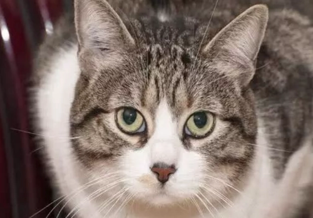 how to litter train an adult cat