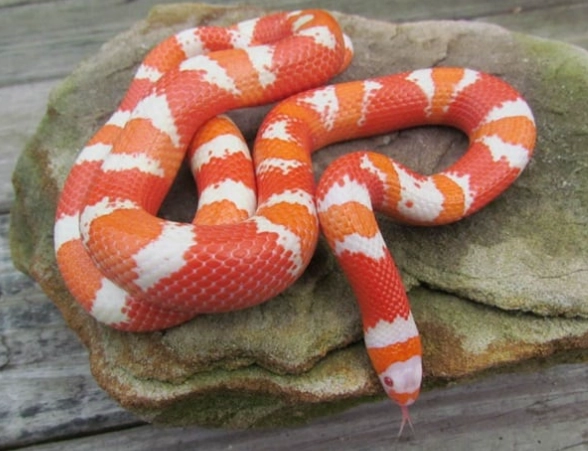 milk snake for beginners