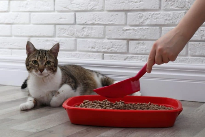 litter box avoidance