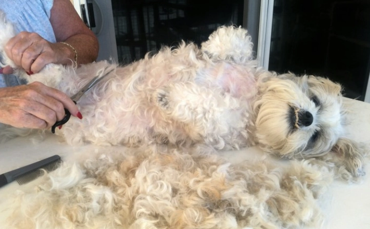 dog grooming at home