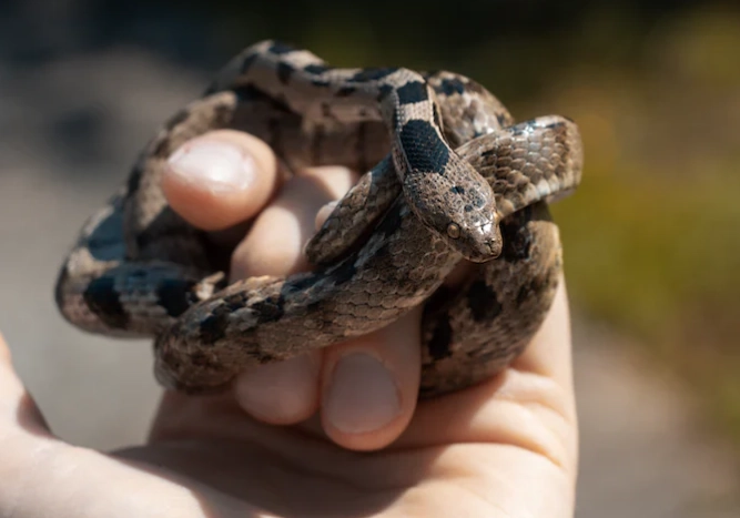 snake handling tips