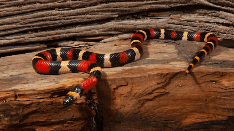 milk snake care sheet