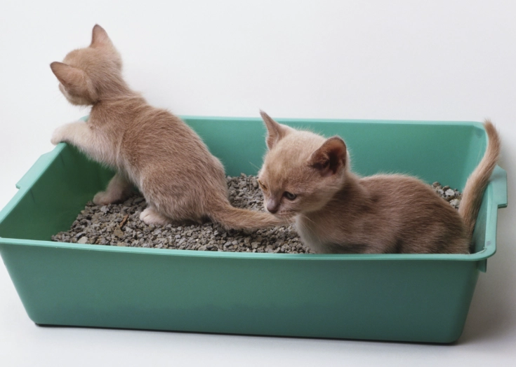 litter box training