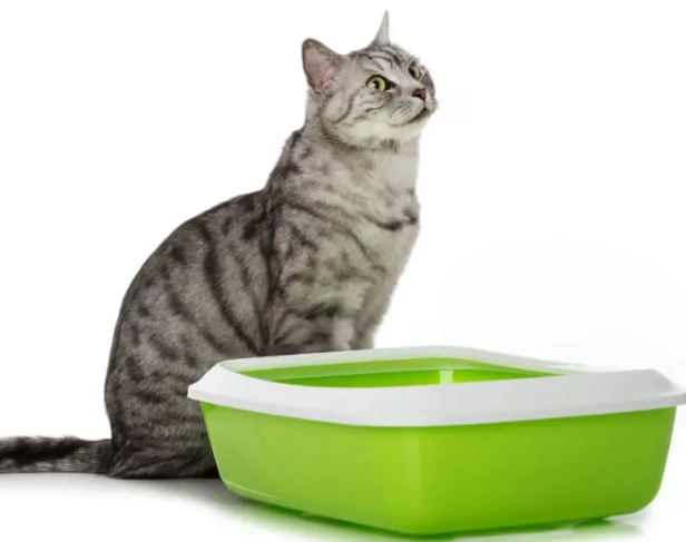 What can I use instead of a litter box?