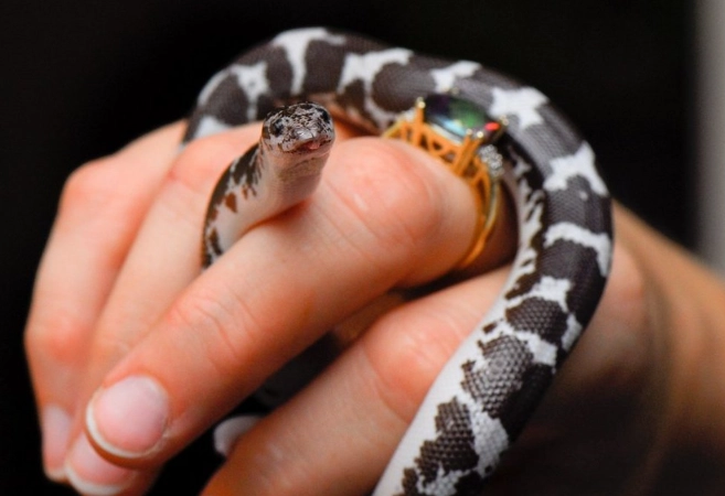 good snakes for beginners