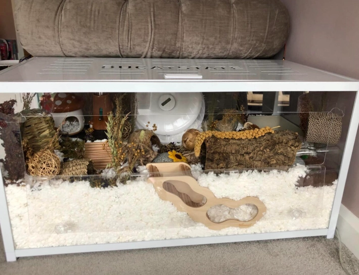 how to set up a hamster cage