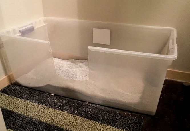 how to train cat to use toilet