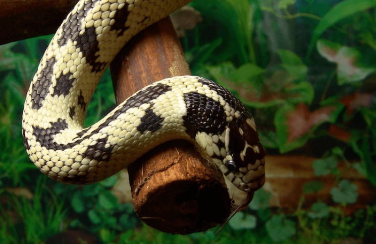 low maintenance pet snake