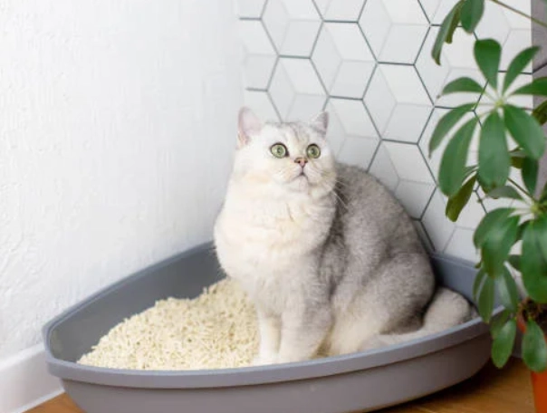 cat litter box spray