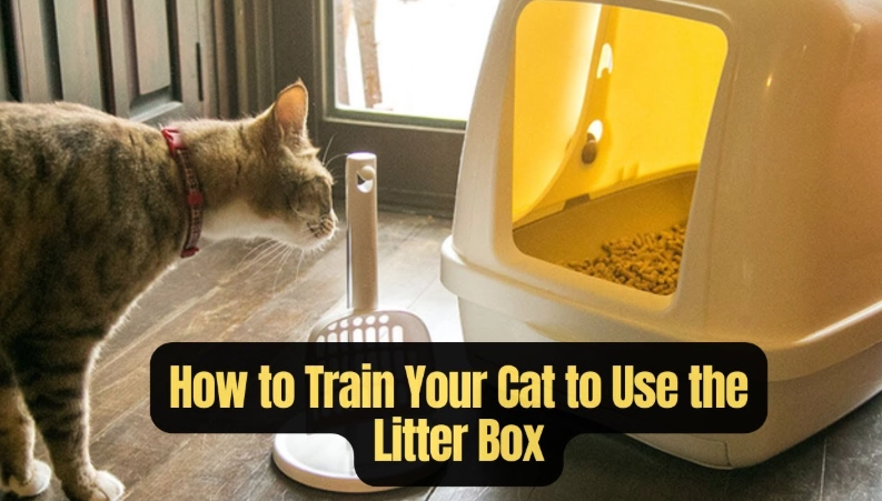 train cat to use toilet