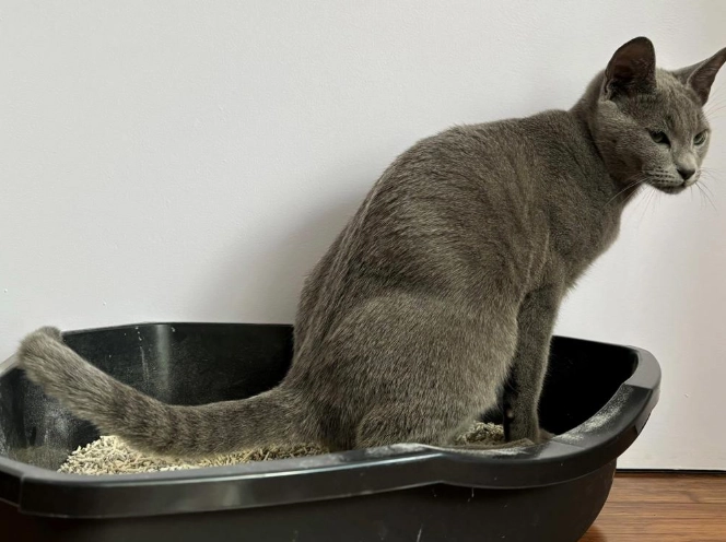 how to train cat to use litter box