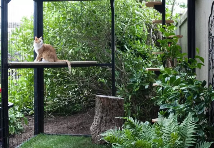 train outdoor cat to be indoor