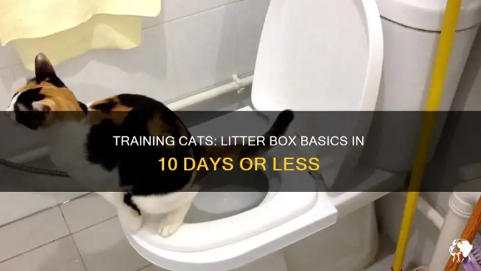 how to litter train an adult cat