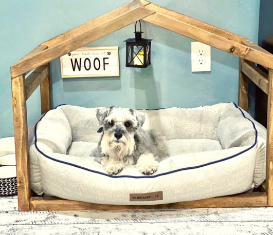 pet ideas for adults