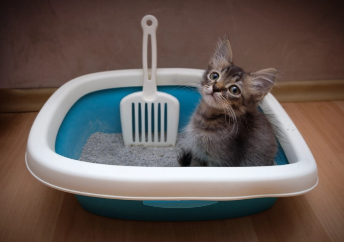 cat litter alternatives