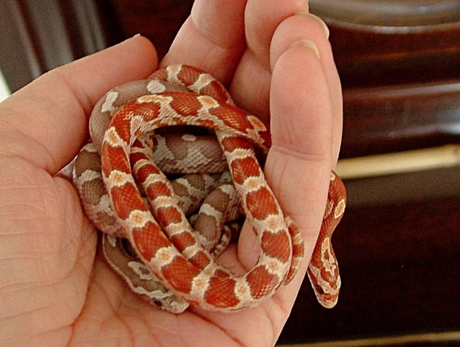 best beginner pet snake