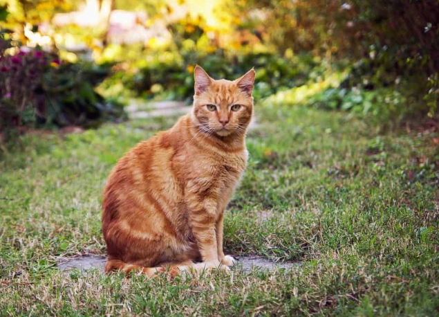 Potty Training Cats Without a Litter Box: A Realistic Guide