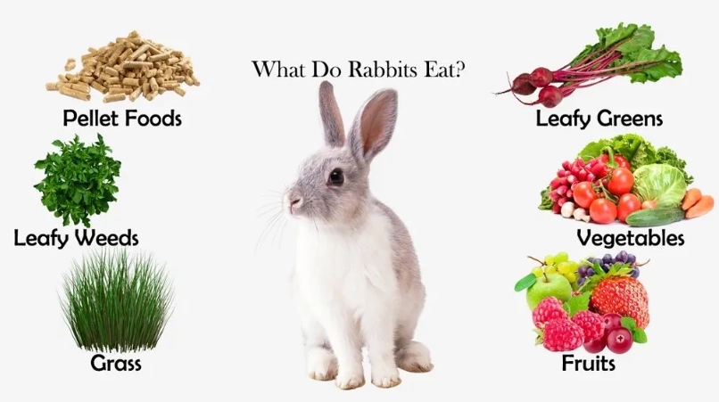 what to feed a rabbit