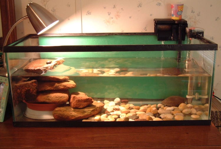 turtle tank cleaning