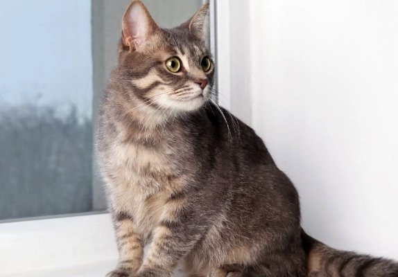 keeping outdoor cats inside